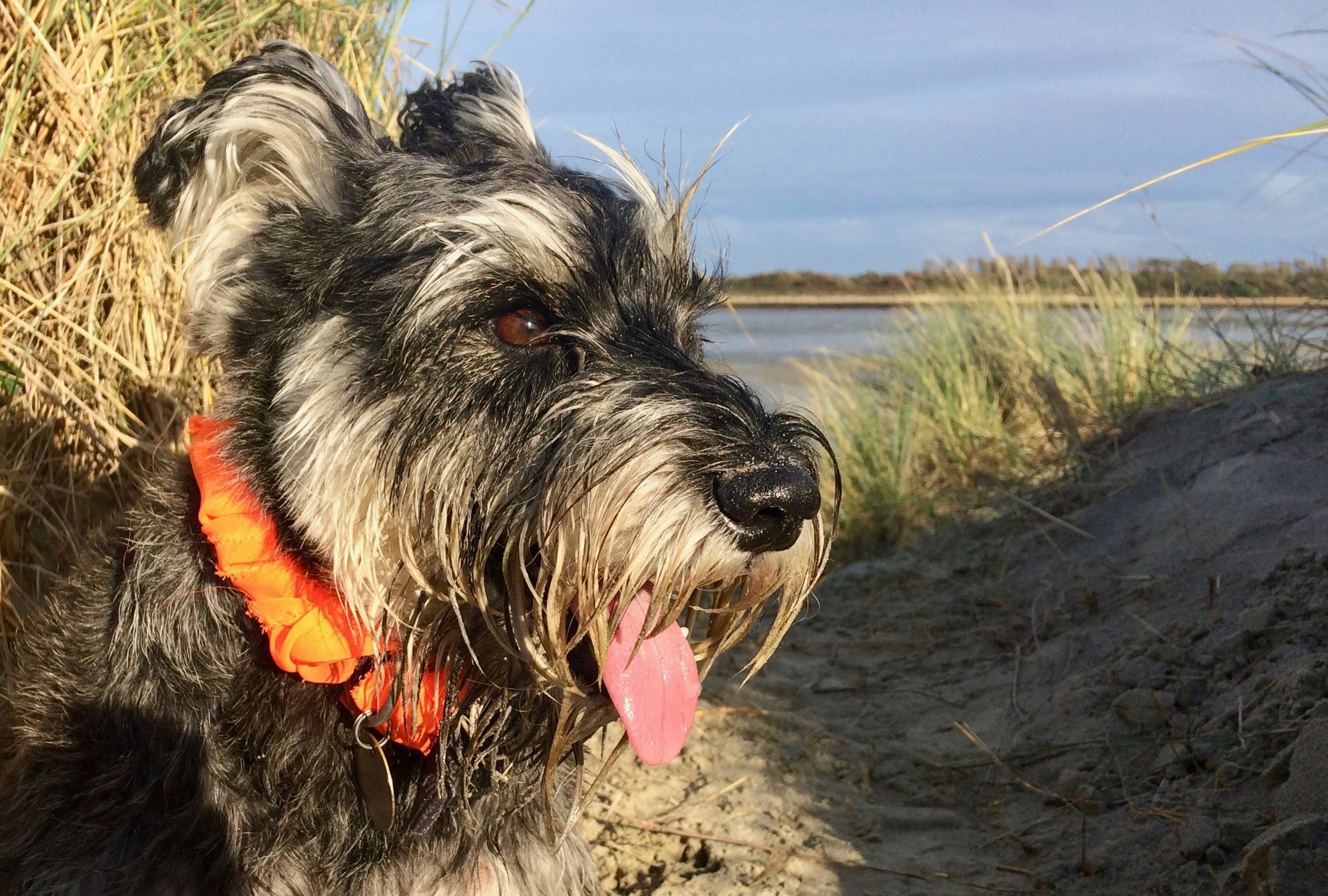 Buzby on beach with orange bandanna